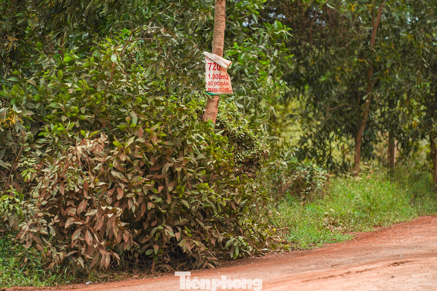 Nhiều biển rao bán đất mọc lên xung quanh sân bay Phan Thiết.