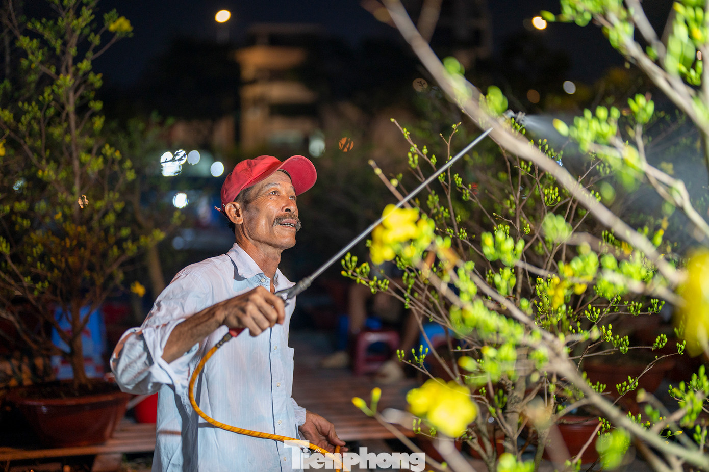 "Tôi từ Bến Tre lên đây từ hôm 24 âm lịch. Tôi đem lên đây khoảng trên 200 gốc mai vàng từ 1,5-5 năm tuổi. Giờ chỉ mới ra được 30% sản lượng, người đi đông nhưng sức mua chưa mạnh lắm", ông Lê Văn Dũng - nhà vườn Chợ Lách, Bến Tre - chia sẻ.