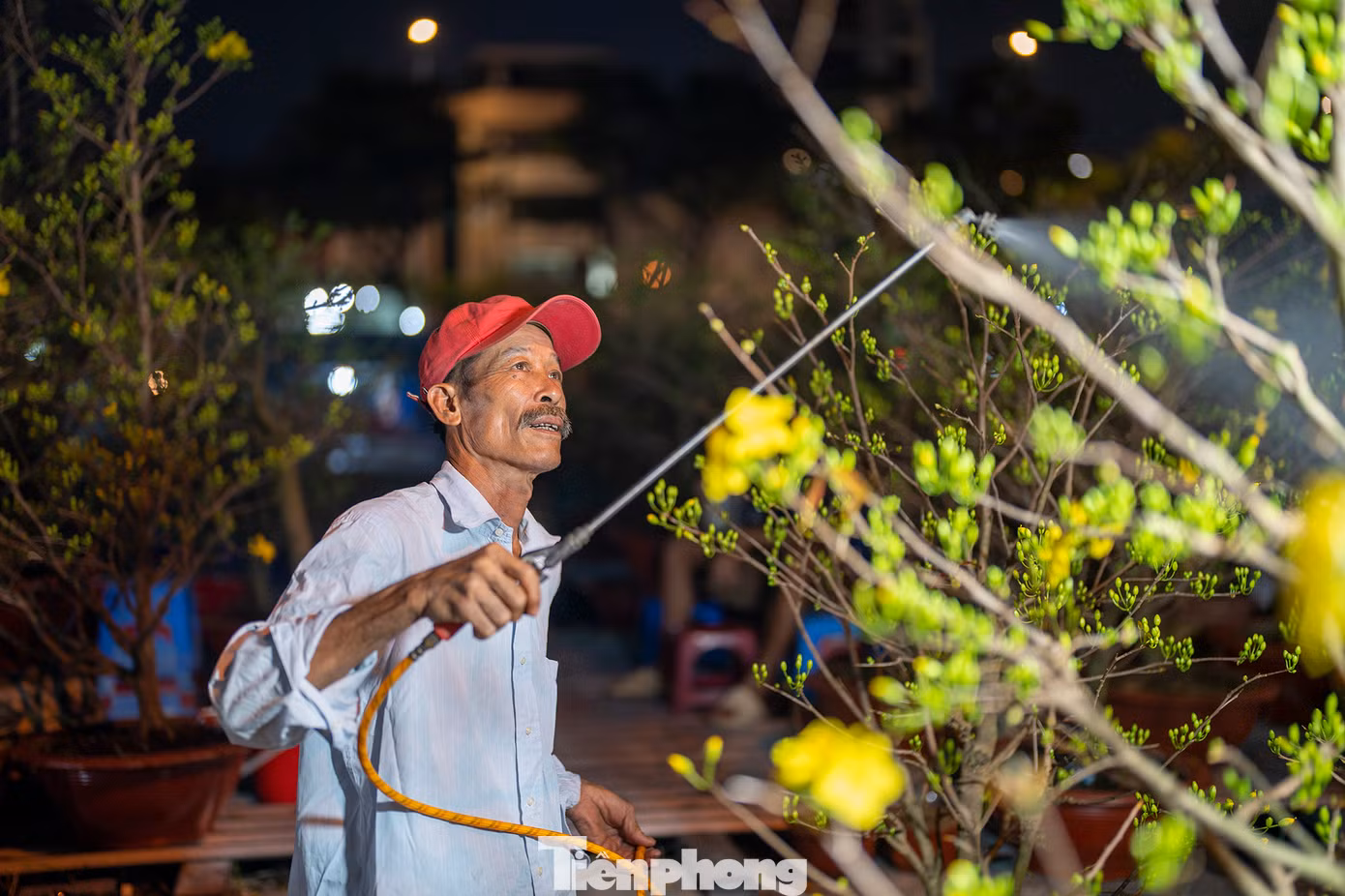 "Tôi từ Bến Tre lên đây từ hôm 24 âm lịch. Tôi đem lên đây khoảng trên 200 gốc mai vàng từ 1,5-5 năm tuổi. Giờ chỉ mới ra được 30% sản lượng, người đi đông nhưng sức mua chưa mạnh lắm", ông Lê Văn Dũng - nhà vườn Chợ Lách, Bến Tre - chia sẻ.