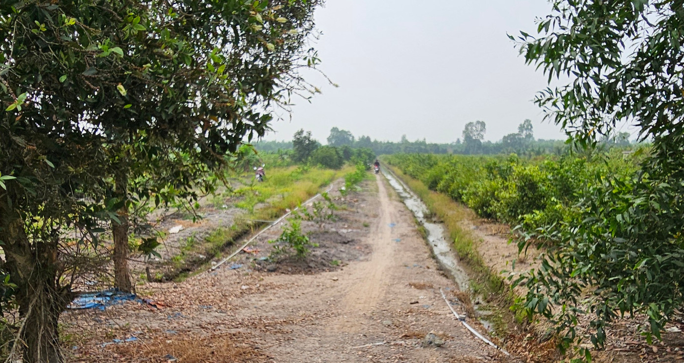 Lực lượng chức năng đang rà soát, truy tìm dấu vết nghi phạm trong khu vườn chanh của người dân.