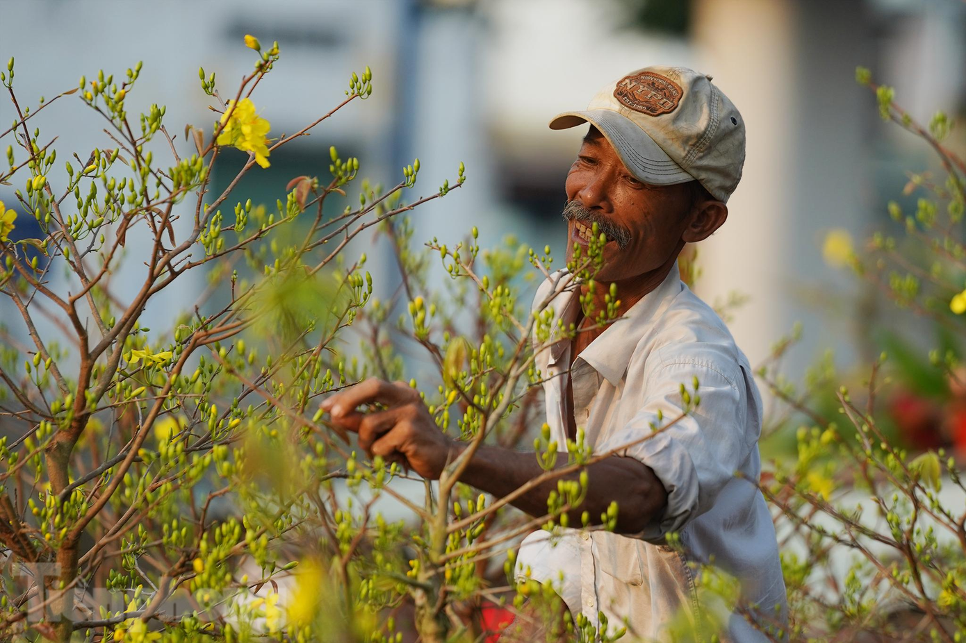 Theo chủ vườn Nguyễn Văn Tài (Bến Tre) hoa kiểng năm nay đẹp chẳng kém gì năm trước dù gặp nhiều khó khăn do thời tiết, dịch bệnh. Cây hoa giấy dễ tổn thương nhất do thời tiết nhưng cũng cho bông đẹp, màu sắc đa dạng lại có nhiều kiểu dáng cây độc lạ. Ngoài ra, những cây mai chiếu thủy, mai vàng đơm nụ chắc nịch trong chậu sứ. Những chậu cúc mâm xôi vàng rực, chậu quất kiểng sai trái cao hơn đầu người cập bến, mang xuân lên phố.