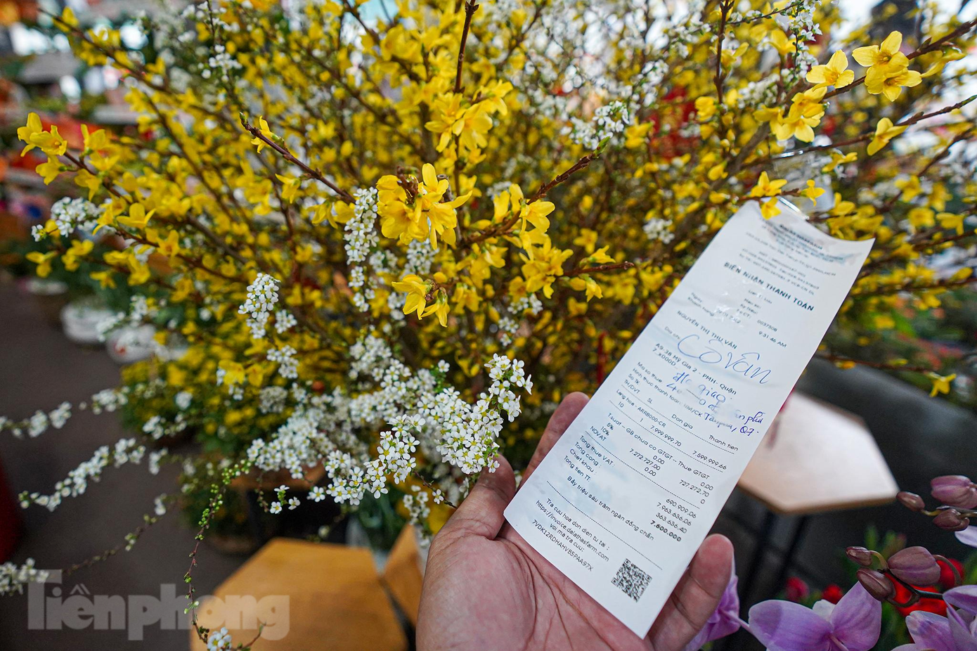 Một chậu mai Mỹ chuẩn bị giao hàng cho khách có giá gần 8 triệu đồng.