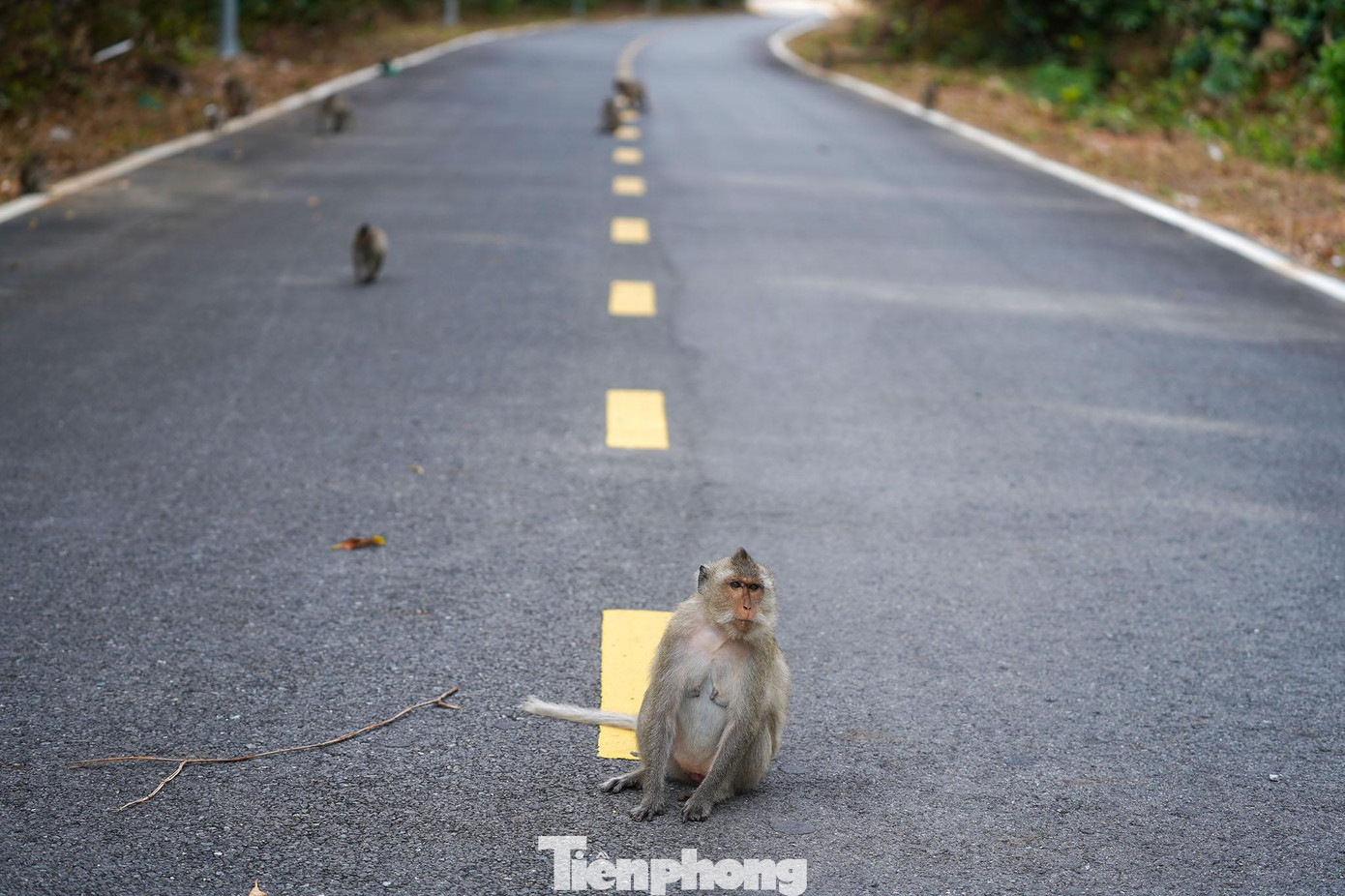 Trên cung đường chạy, du khách và vđv có thể nhìn thấy nhiều đàn khỉ đuôi dài nhởn nhơ đùa giỡn. Vườn Quốc gia Côn Đảo có diện tích là 19.990,7 ha, bao gồm: 5.990,7 ha hợp phần bảo tồn rừng, 14.000 ha hợp phần bảo tồn biển và 20.500 ha vùng đệm biển. Vườn quốc gia Côn Đảo là một trong sáu vườn Quốc gia của Việt Nam vừa thực hiện bảo tồn rừng, vừa thực hiện bảo tồn biển. Tài nguyên thực vật rừng đã thống kê, xác định 1.077 loài thực vật bậc cao, có mạch, trong đó có 44 loài được tìm thấy ở Côn Đảo lần đầu tiên và 11 loài được các nhà khoa học lấy tên Côn Sơn đặt tên cho loài như Dầu Côn Sơn, Bui Côn Sơn, Đọt dành Côn Sơn,... Trên cung đường chạy, du khách và vđv có thể nhìn thấy nhiều đàn khỉ đuôi dài nhởn nhơ đùa giỡn. Vườn Quốc gia Côn Đảo có diện tích là 19.990,7 ha, bao gồm: 5.990,7 ha hợp phần bảo tồn rừng, 14.000 ha hợp phần bảo tồn biển và 20.500 ha vùng đệm biển. Vườn quốc gia Côn Đảo là một trong sáu vườn Quốc gia của Việt Nam vừa thực hiện bảo tồn rừng, vừa thực hiện bảo tồn biển. Tài nguyên thực vật rừng đã thống kê, xác định 1.077 loài thực vật bậc cao, có mạch, trong đó có 44 loài được tìm thấy ở Côn Đảo lần đầu tiên và 11 loài được các nhà khoa học lấy tên Côn Sơn đặt tên cho loài như Dầu Côn Sơn, Bui Côn Sơn, Đọt dành Côn Sơn,...