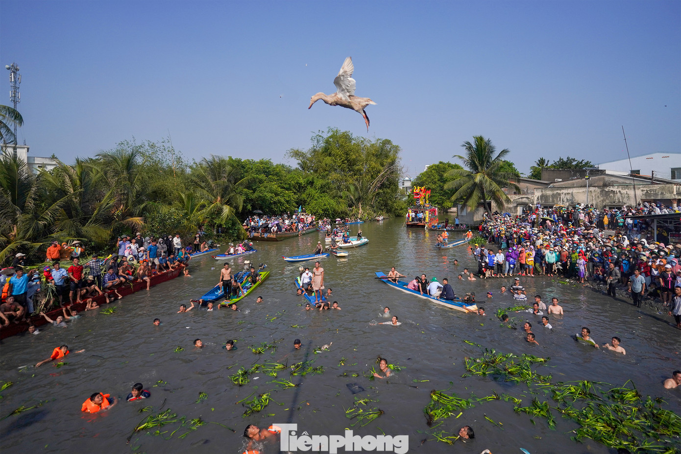 15h chiều ngày 25/2, hàng ngàn người dân tham gia lễ hội làm chay đã đứng ken cứng hai bên con rạch cạnh chợ Tầm Vu chờ xem cuộc thi bắt vịt bằng tay không.