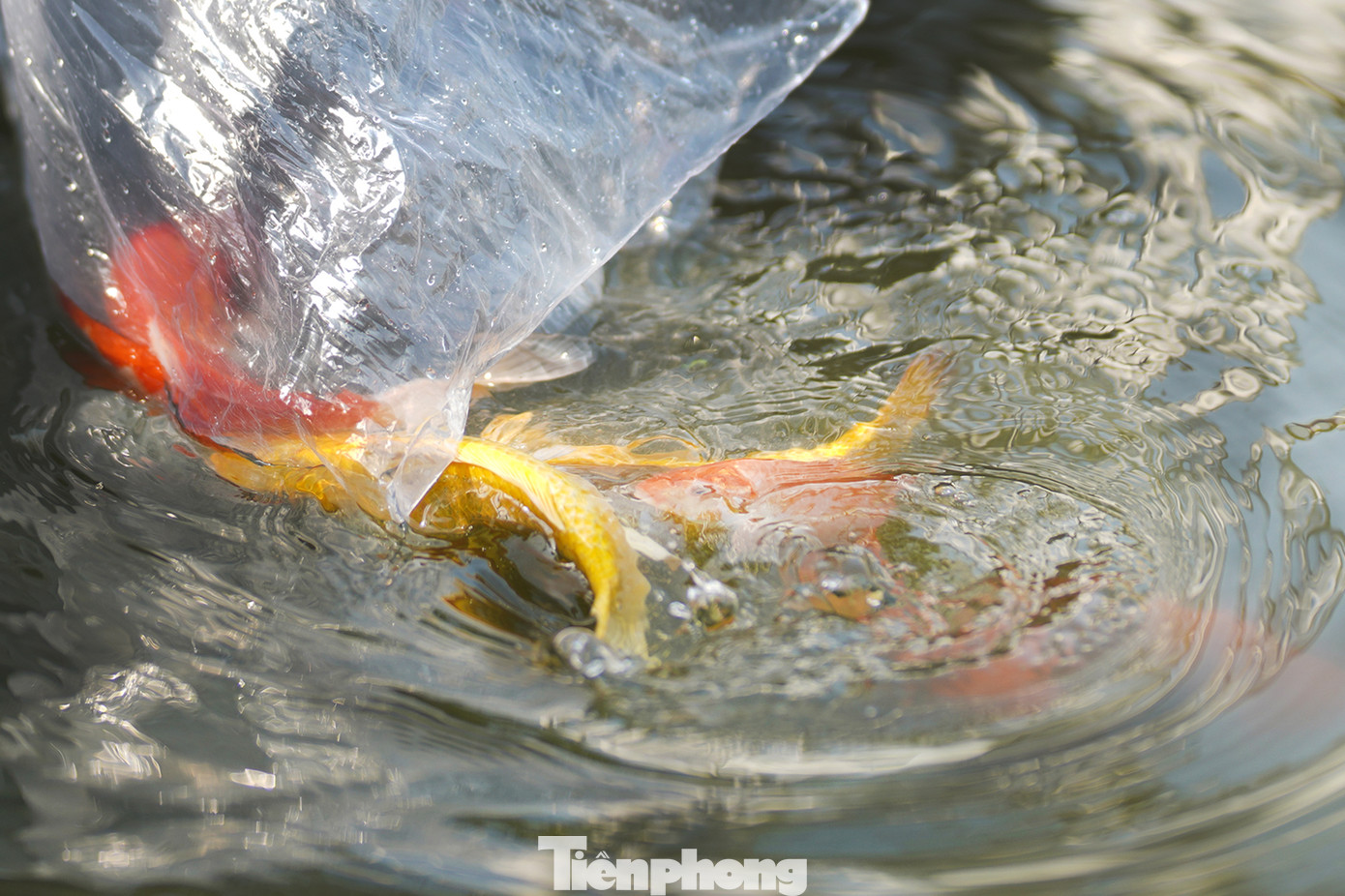 Nhiều người dân cho rằng nên phóng sinh cá chép trước giờ Ngọ (11-13h) ngày 23 tháng Chạp để kịp giờ các ngài lên chầu trời. "Cần chọn những nơi có nguồn nước sạch, thoáng mát như sông, hồ, ao để thả cá. Cá chép là loại cá truyền thống được sử dụng trong tục lệ này. Tuy nhiên, bạn cũng có thể thả các loại cá khác như cá trắm, cá rô... Thả cá nhẹ nhàng, tránh làm chúng bị tổn thương. Thả không đúng cách chẳng khác nào giết chúng", chị Hoàng Tố Nga (ngụ quận Phú Nhuận) nói. Nhiều người dân cho rằng nên phóng sinh cá chép trước giờ Ngọ (11-13h) ngày 23 tháng Chạp để kịp giờ các ngài lên chầu trời. "Cần chọn những nơi có nguồn nước sạch, thoáng mát như sông, hồ, ao để thả cá. Cá chép là loại cá truyền thống được sử dụng trong tục lệ này. Tuy nhiên, bạn cũng có thể thả các loại cá khác như cá trắm, cá rô... Thả cá nhẹ nhàng, tránh làm chúng bị tổn thương. Thả không đúng cách chẳng khác nào giết chúng", chị Hoàng Tố Nga (ngụ quận Phú Nhuận) nói.