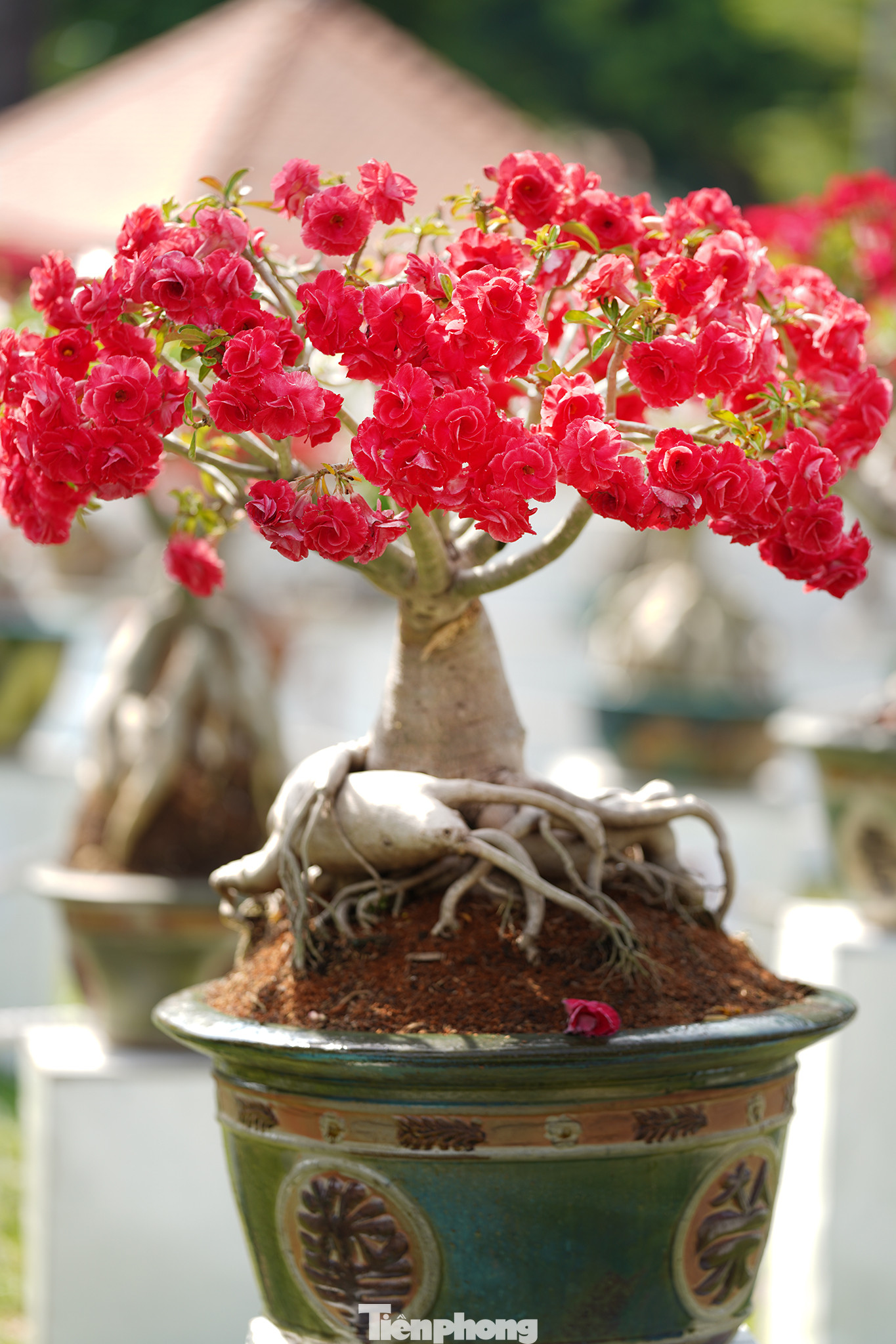 Giống hoa sứ Long Thành có hình dáng giống như hoa hồng. Giống hoa sứ Long Thành có hình dáng giống như hoa hồng.