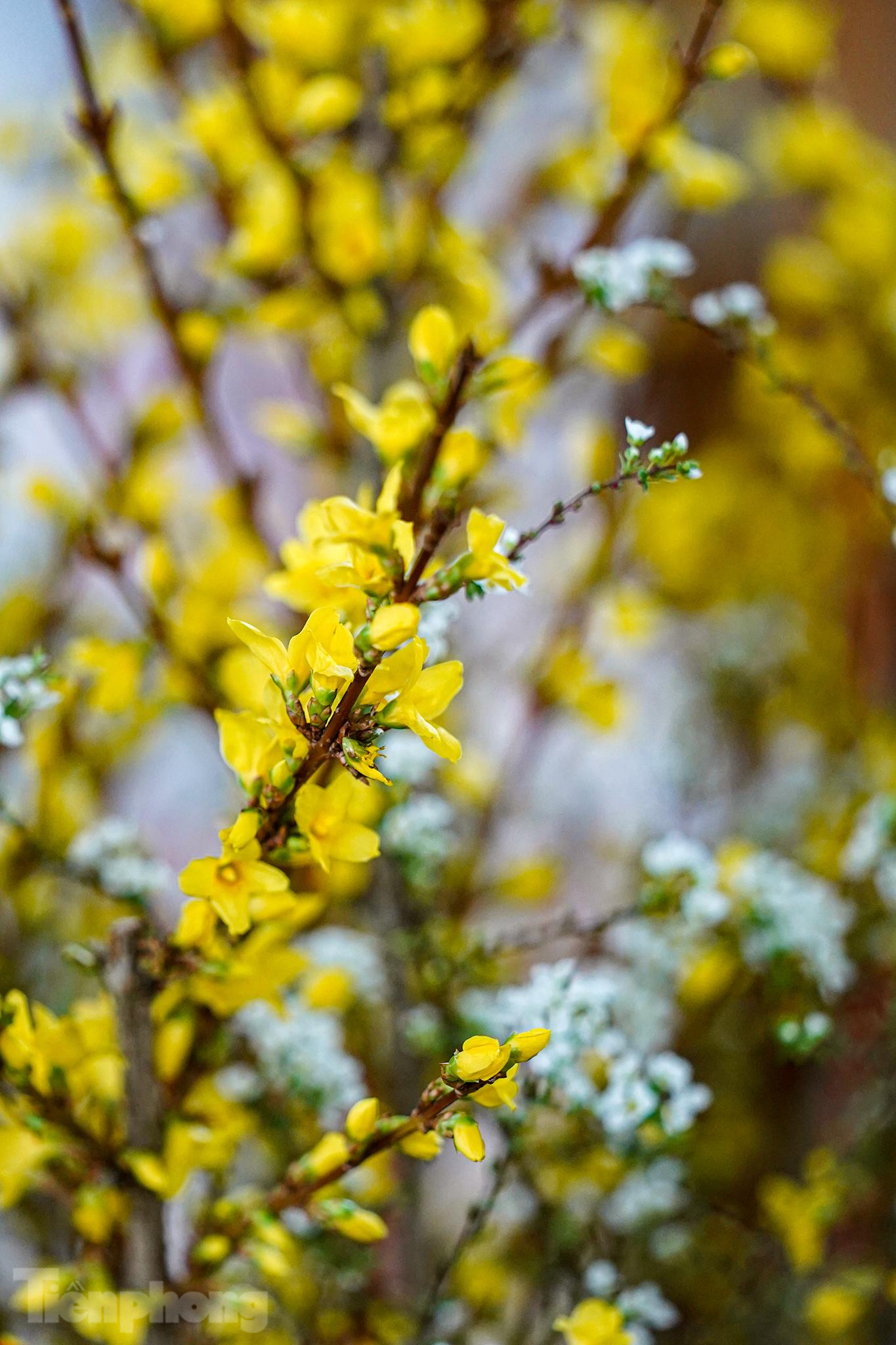 Hoa mai Mỹ có nhiều tên gọi như hoa nghinh xuân, hoa đầu xuân hiện chưa trồng được trong nước. Nếu cao hơn 1m, một bó 10 cành có giá hơn hai triệu đồng.