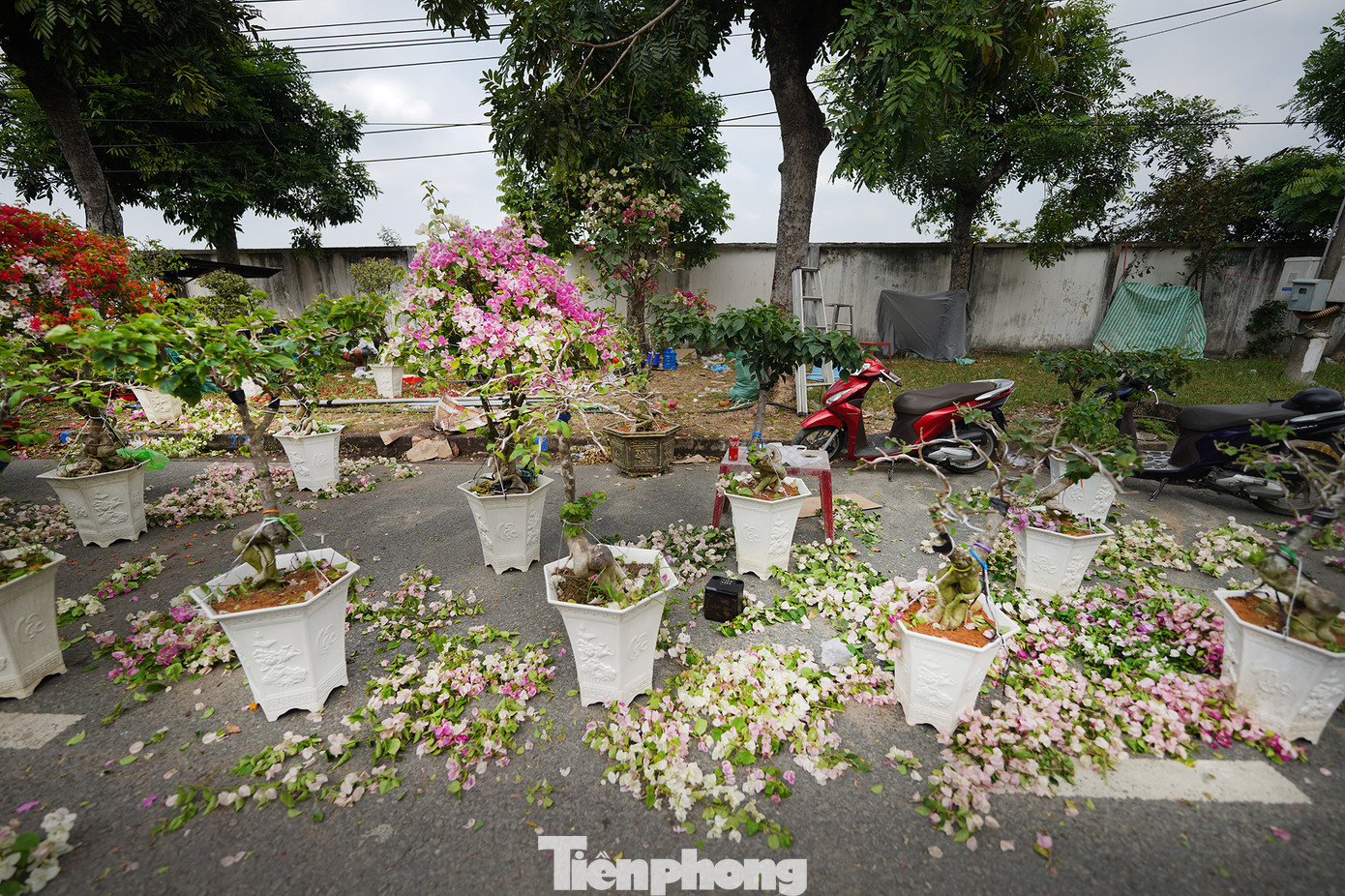 &quot;Với hoa giấy thì mình xả bỏ bông, giữ lại khung năm sau bán tiếp. Một chậu 500 ngàn đồng mà sáng giờ toàn trả 200 ngàn, không đủ công chăm&quot;, chủ gian hàng chia sẻ.