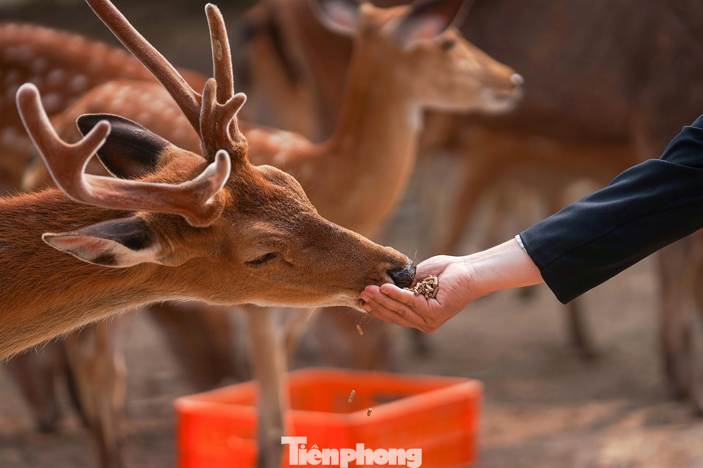 Trải nghiệm đầu tiên chính là trực tiếp cho những chú hươu ăn.