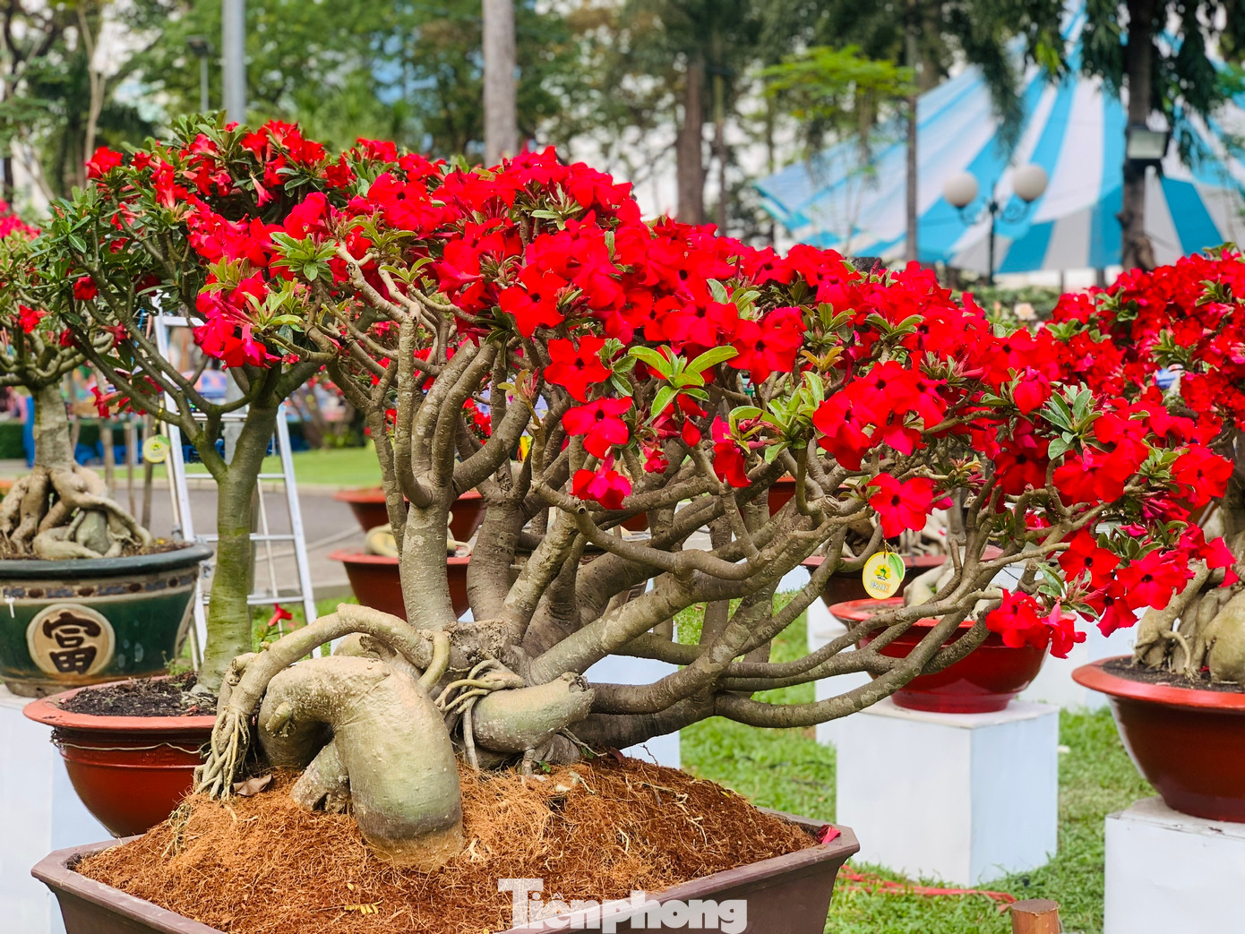 Một chậu sứ có màu hoa đỏ rực thu hút nhiều ánh nhìn của du khách.