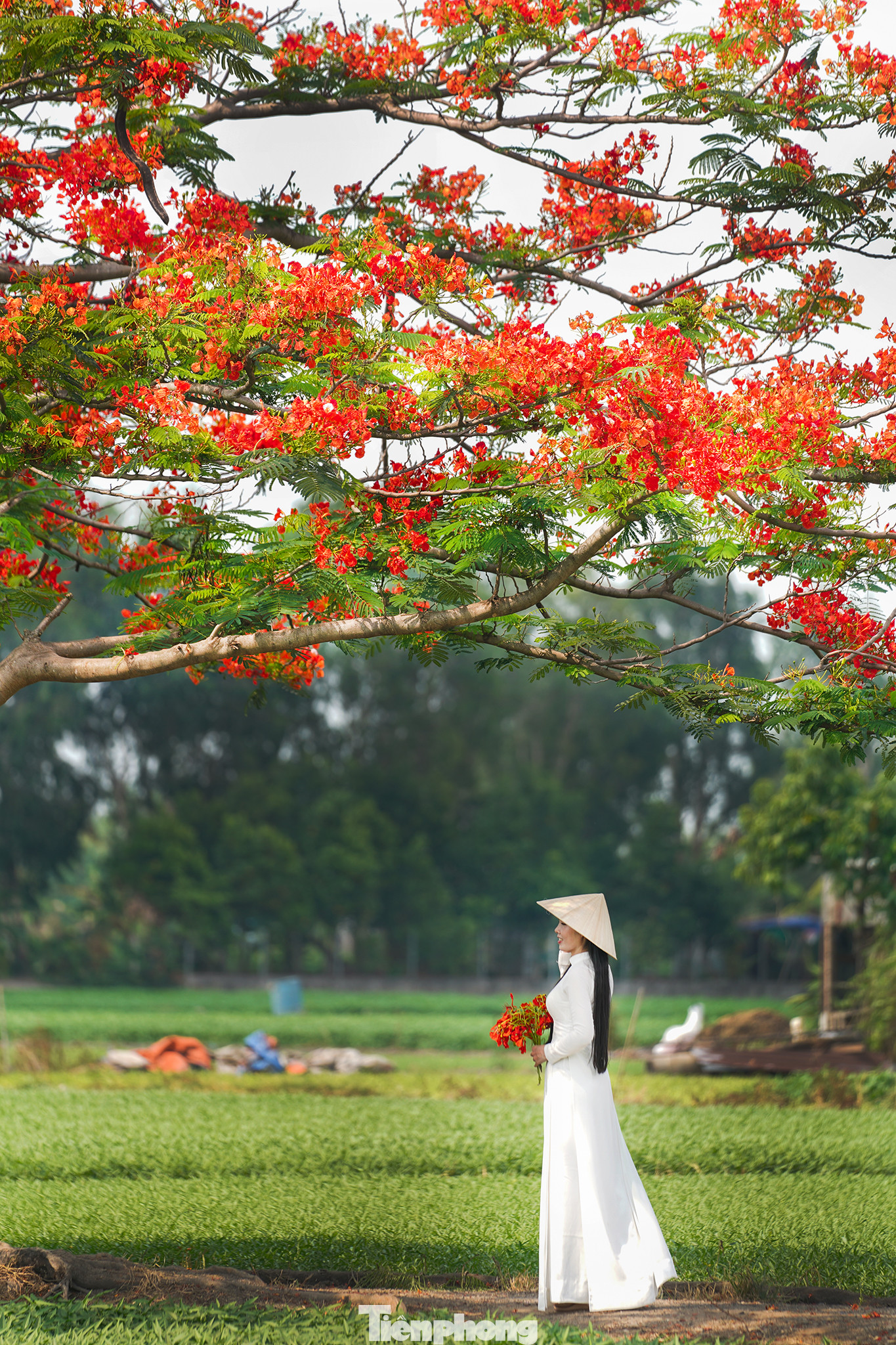 Bạn Nguyễn Thị Trúc Lan (ngụ quận 7, TPHCM), một người mẫu ảnh, cho biết mấy hôm nay, khi hình ảnh "cây phượng cô đơn" được chia sẻ rộng trên mạng xã hội cô cảm thấy háo hức nên đã tìm đến đây chụp ảnh, mặc dù cách nhà gần ba mươi km.