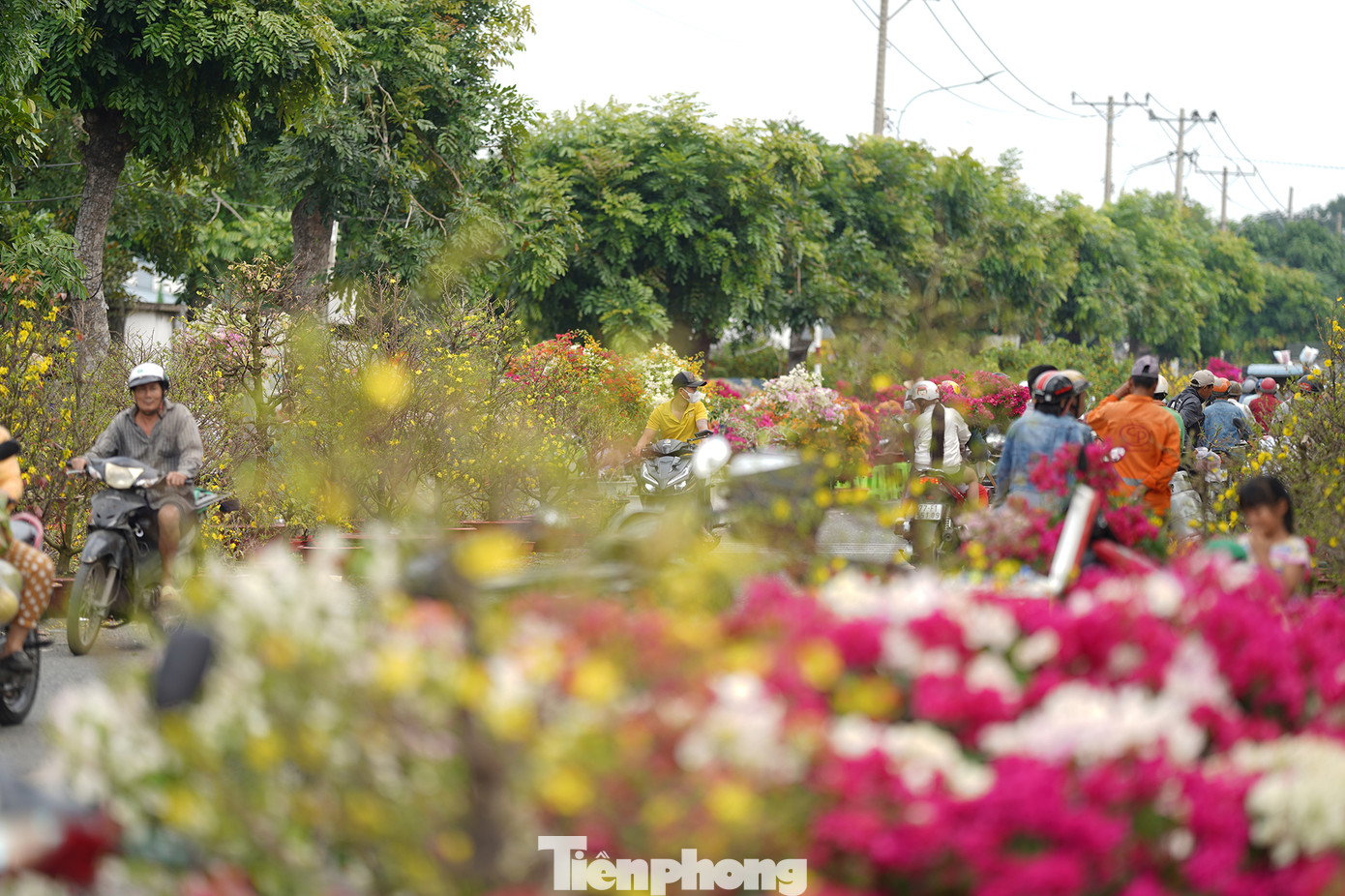 &quot;Đến gần trưa mà chợ còn đông lắm. Tôi đem hai chậu mai Con Cọp này ra câu khách, kêu giá 6 triệu một cặp, có người trả 5 triệu mà tôi không bán. Bán tiếc lắm, đem ra câu khách thôi&quot;, anh Tuấn, nhà vườn Bến Tre dí dỏm.