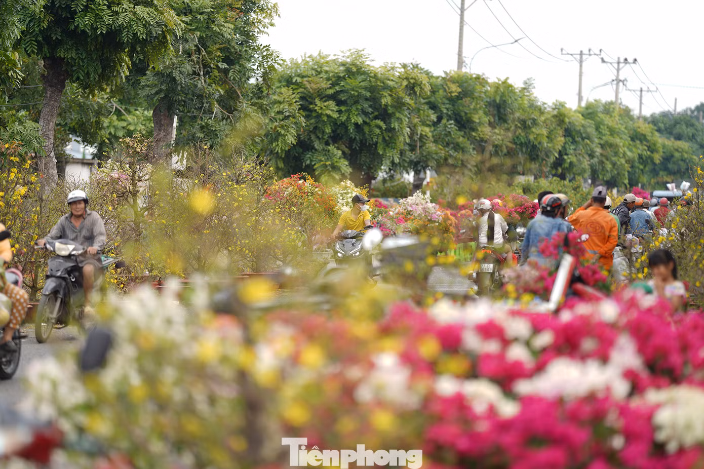 "Đến gần trưa mà chợ còn đông lắm. Tôi đem hai chậu mai Con Cọp này ra câu khách, kêu giá 6 triệu một cặp, có người trả 5 triệu mà tôi không bán. Bán tiếc lắm, đem ra câu khách thôi", anh Tuấn, nhà vườn Bến Tre dí dỏm.