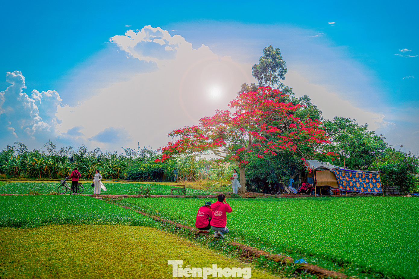 Với tán cây rực rỡ sắc hè phủ bóng cả một góc đường, nơi đây thu hút đông đảo bạn trẻ đến chụp ảnh.