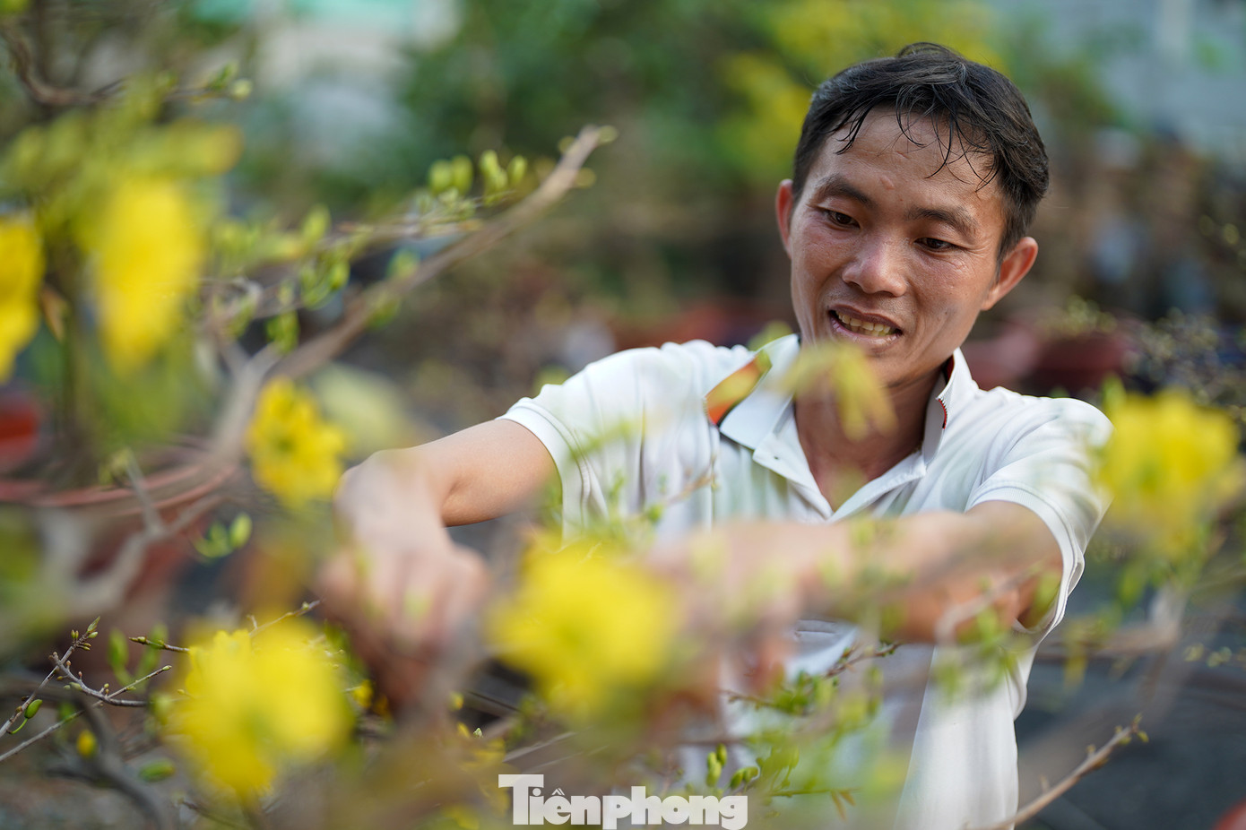 Anh Công đang chăm lại cành cho một gốc mai đã bung hoa. Anh Công đang chăm lại cành cho một gốc mai đã bung hoa.