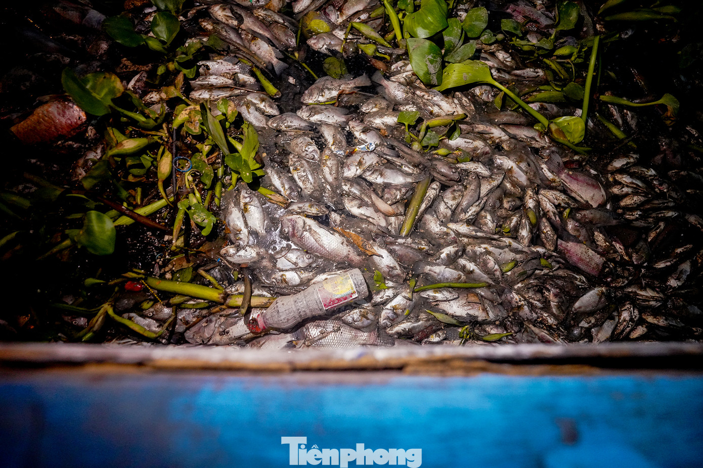 Cá chết dày đặc bên cạnh một chiếc thuyền du lịch của bến đường thuỷ nội đô.
