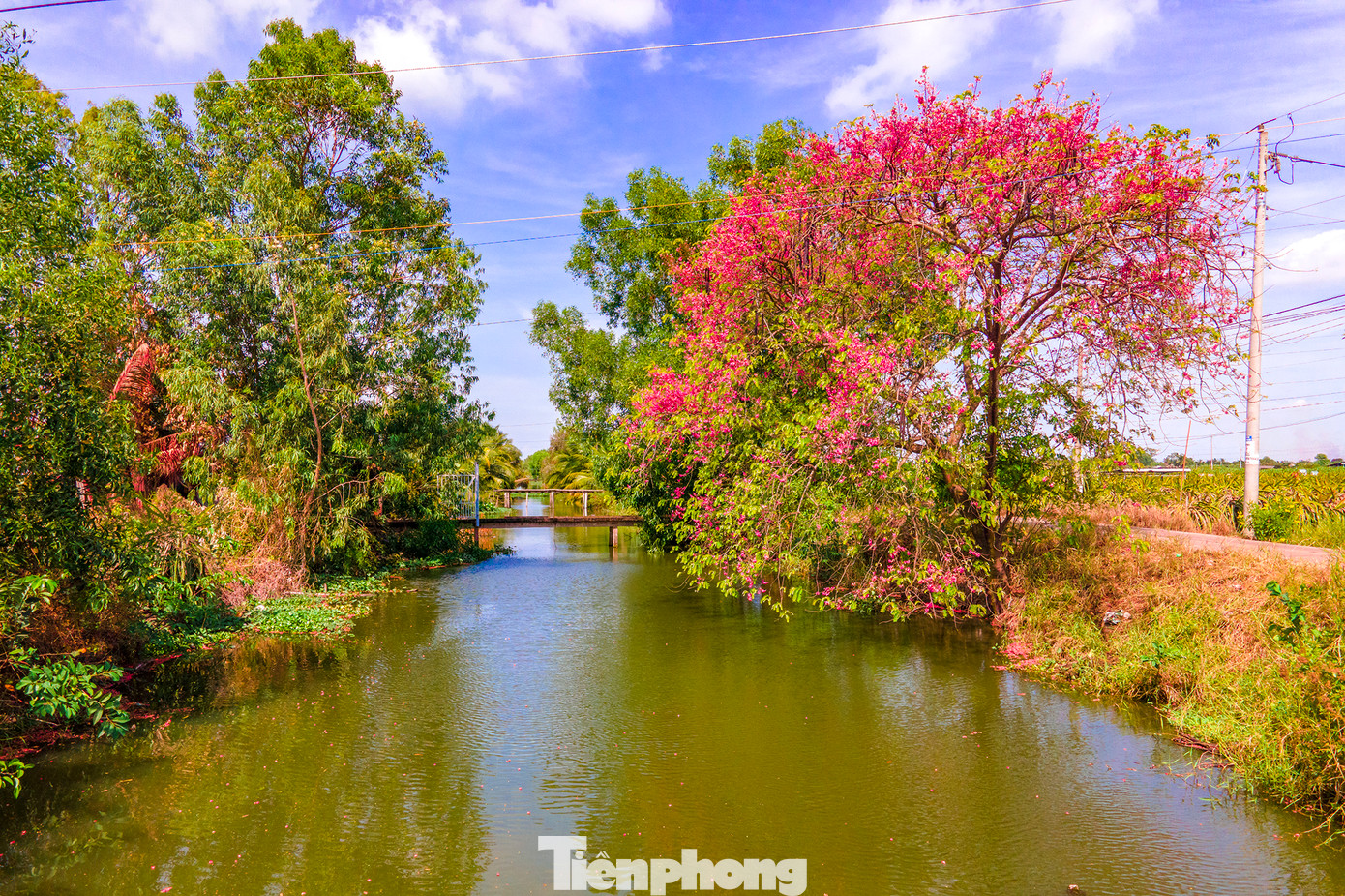 Những ngày cuối tháng 3, không khó để nhận ra những nơi có sự hiện diện của cây ô môi bởi màu hoa rực đỏ.