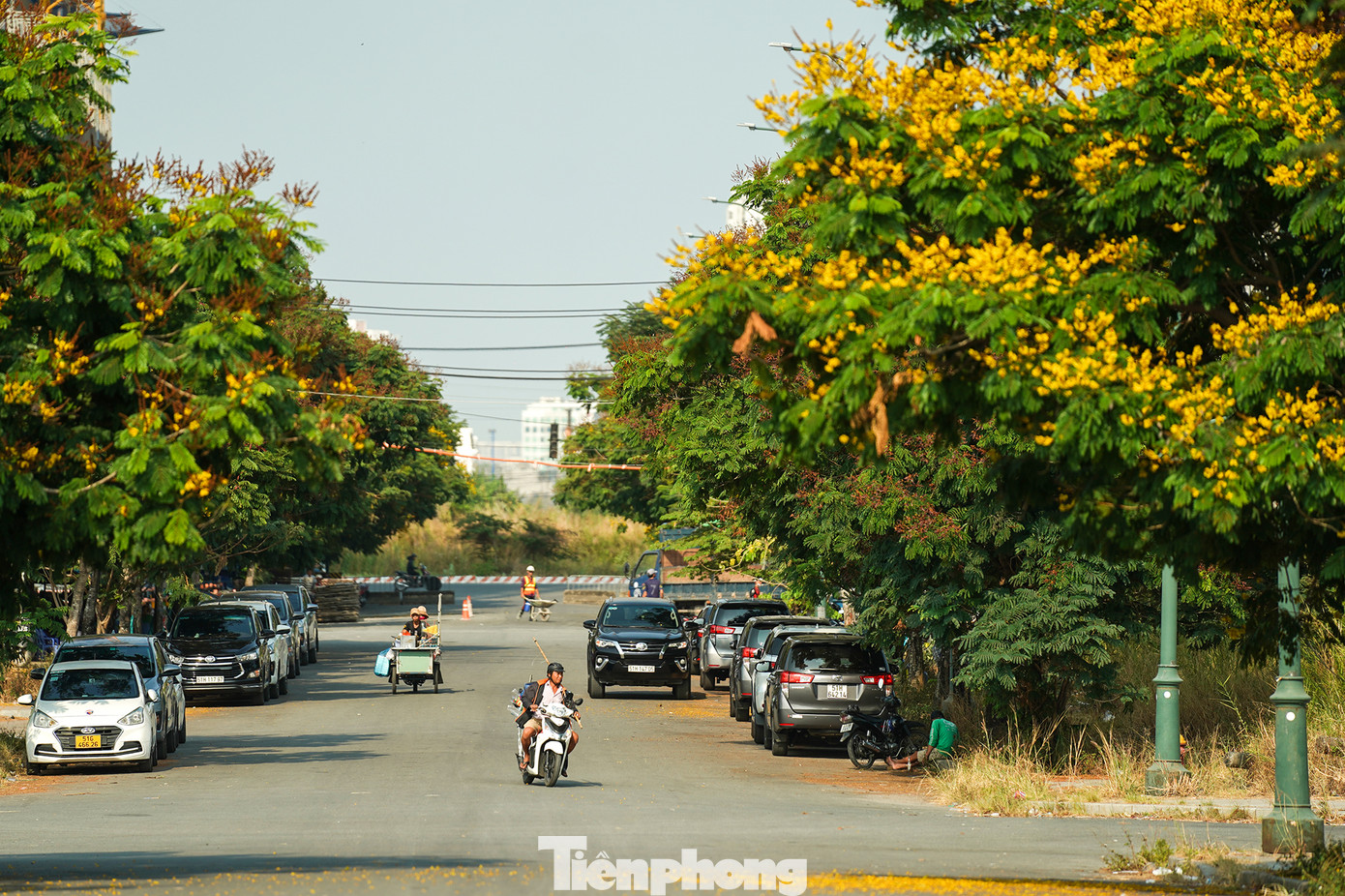 Rất dễ nhận ra sắc vàng của hàng điệp khi du khách vừa xuống chân cầu Thủ Thiêm, bờ TP Thủ Đức.