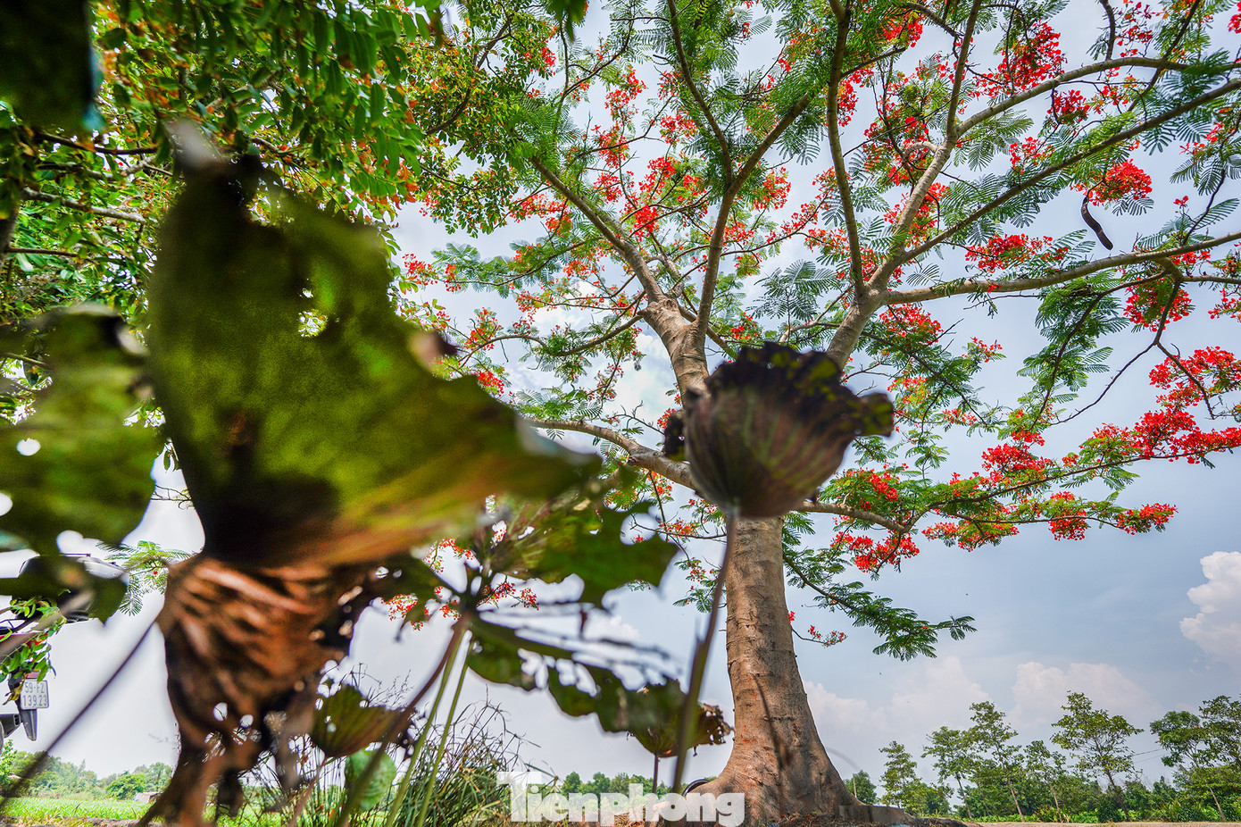Mùa khô, nhiều cây cỏ héo úa nhưng với loài chịu nhiệt như phượng thì khác, sắc phượng vẫn rực rỡ lẫn vào những tán lá sen vàng úa...