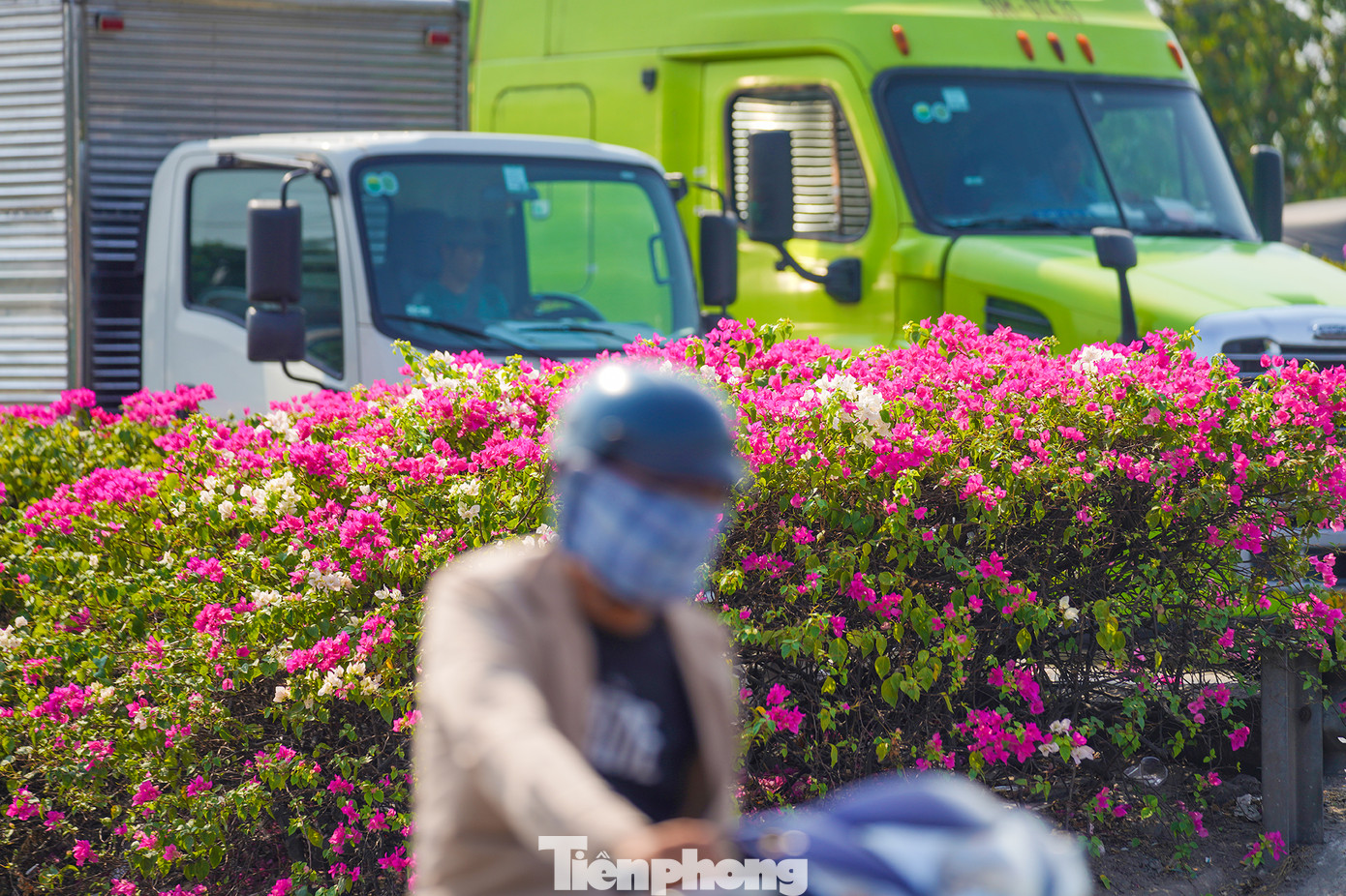 Theo nhiều nghiên cứu thì hoa giấy có nguồn gốc từ Brazil (Nam Châu Mỹ) và sau này du nhập đến các nước khác đặc biệt là những nước có khí hậu nhiệt đới (cây dễ thích nghi) được lai tạo ra nhiều loại khác (hoa giấy Thái Lan, hoa giấy Mỹ,...).