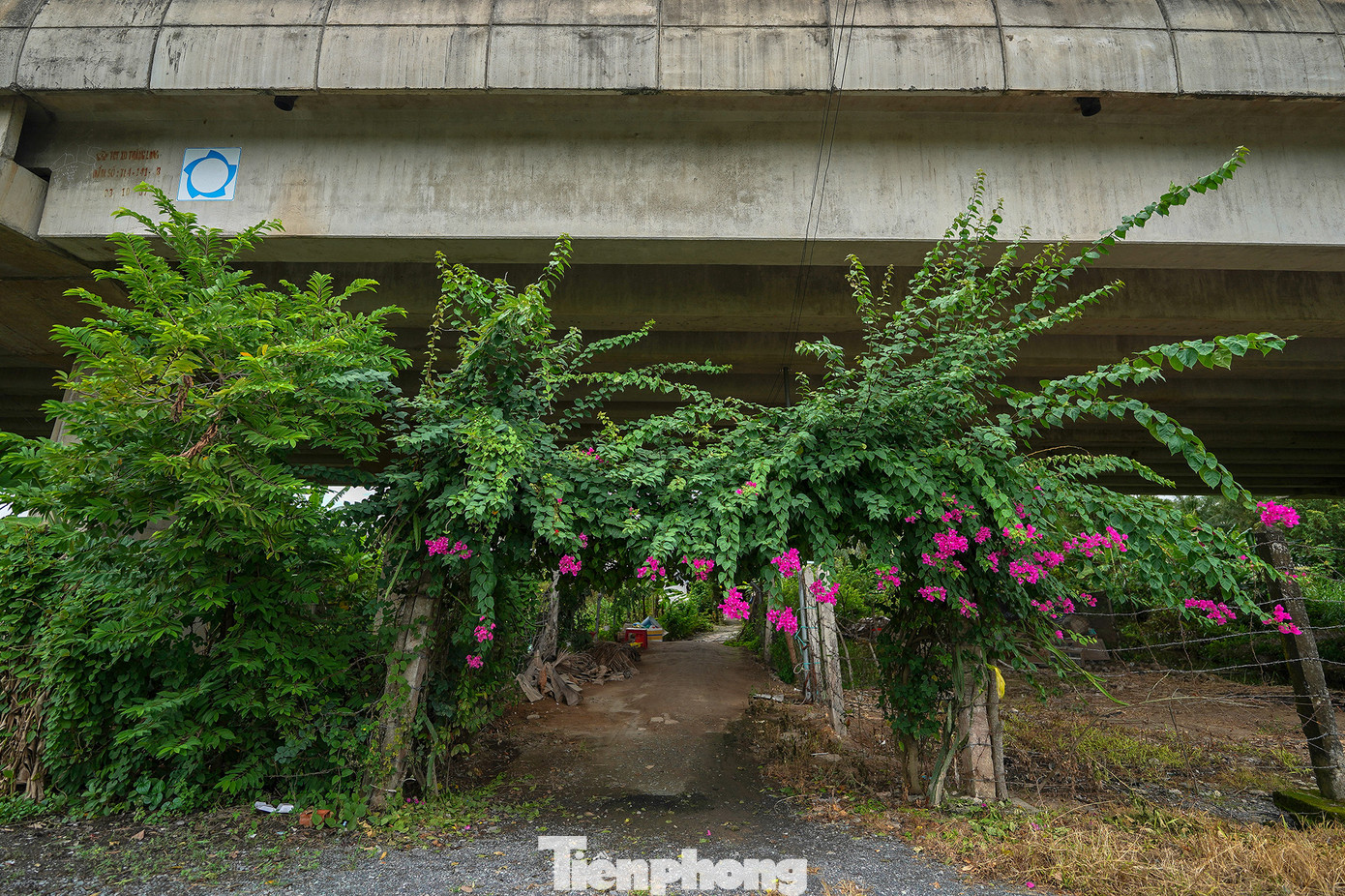Tận dụng hàng rào an toàn tạo luôn một chiếc cổng bằng giàn dây leo.