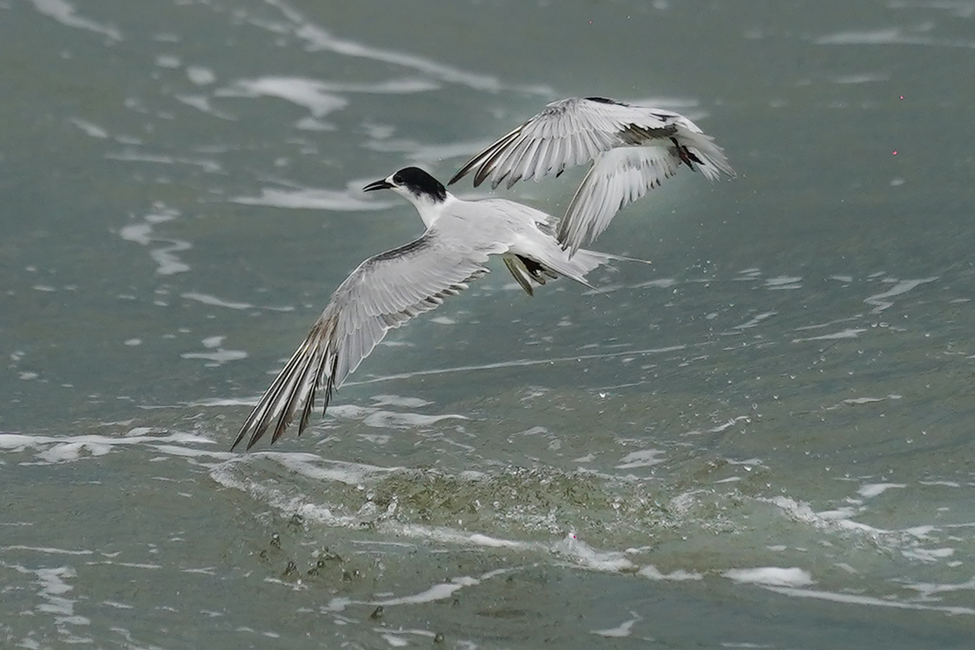 Một cảnh bắt cá ngoạn mục của nhạn biển. Để chiêm ngưỡng những chú nhạn biển chao liệng bắt cá, du khách có thể tham gia các tour du lịch bằng đường thủy, xuất phát từ TPHCM, Vũng Tàu, Tiền Giang... để đến Cần Giờ. Một cảnh bắt cá ngoạn mục của nhạn biển. Để chiêm ngưỡng những chú nhạn biển chao liệng bắt cá, du khách có thể tham gia các tour du lịch bằng đường thủy, xuất phát từ TPHCM, Vũng Tàu, Tiền Giang... để đến Cần Giờ.