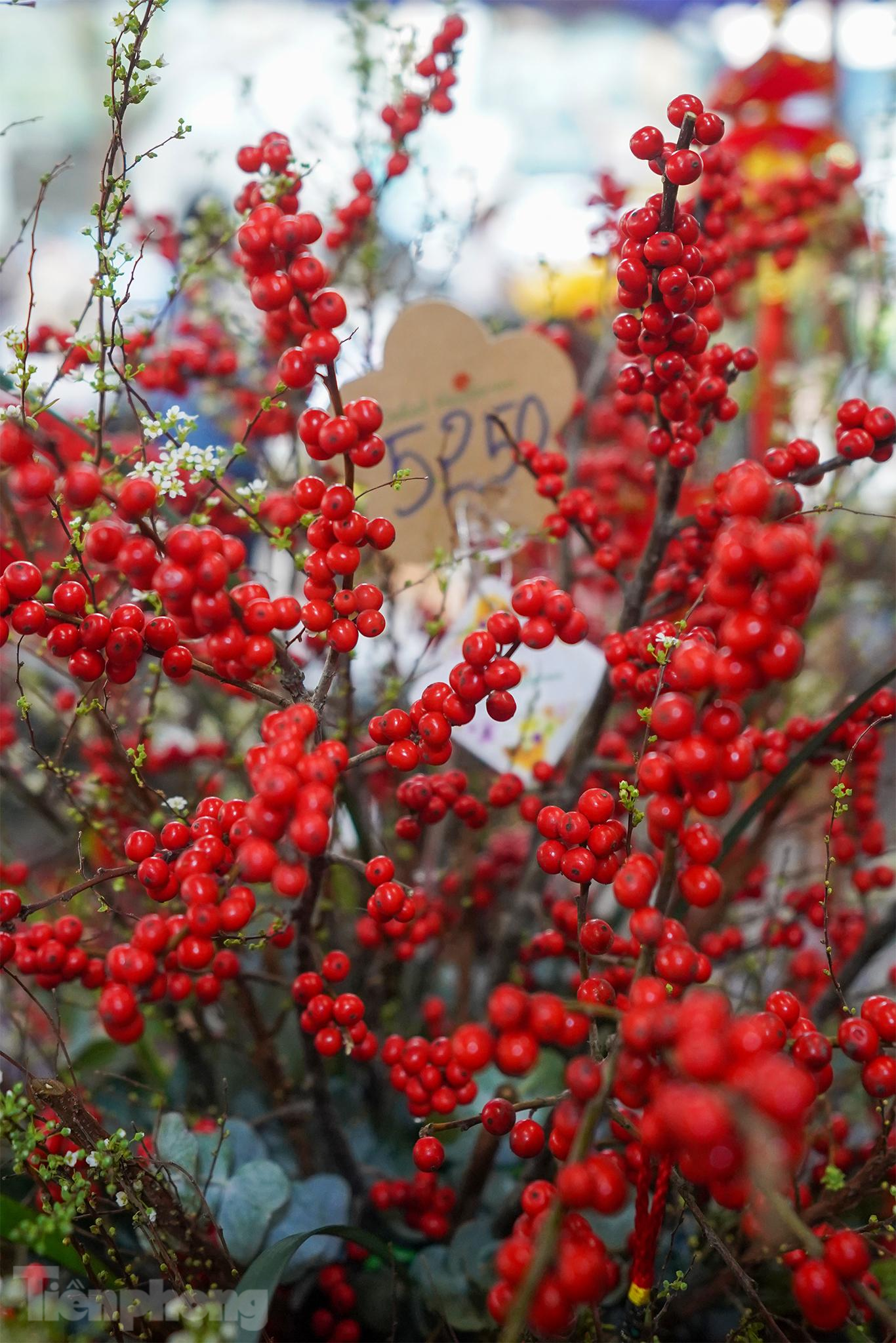 Một chậu hoa đào đông có giá hơn 5 triệu vừa được hoàn thành. Nhân viên bán hàng tại cửa hàng này cho biết hoa nhập mới về đến cửa hàng ngày 28-1, dù giá khá cao nhưng hoa đẹp, có thể chưng lâu nên rất được ưa chuộng.