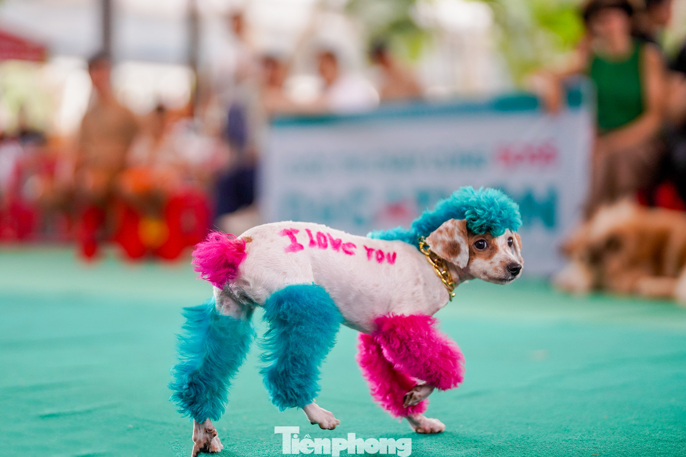 Chú chó có tên Labubu ấn tượng với bộ lông và dòng chữ trên lưng, thu hút mọi ánh nhìn với tài năng làm trò lém lỉnh của mình.