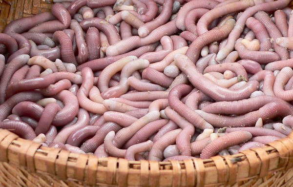 Sá sùng được coi là sơn hào hải vị. Ảnh: baoquangninh.