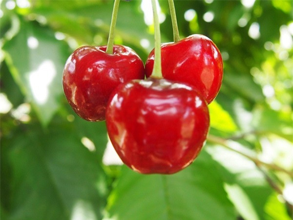 Vì sao nên ăn quả cherry dù đắt đỏ? ảnh 3