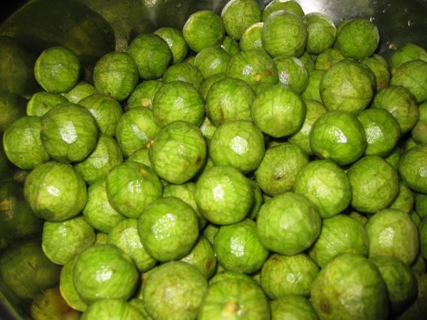 quả sấu, mùa sấu, lưu ý