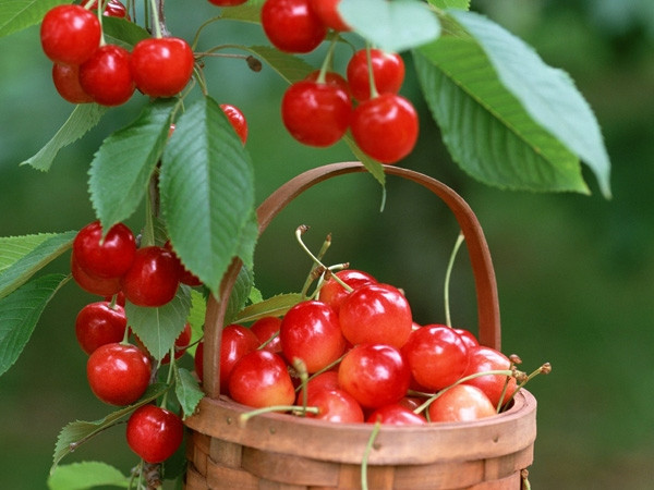 Vì sao nên ăn quả cherry dù đắt đỏ? ảnh 10