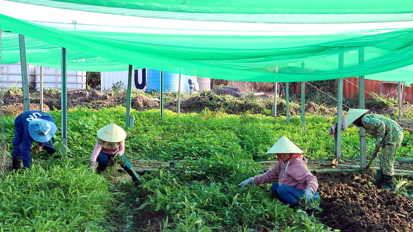 Cán bộ, hội viên Chi hội Phụ nữ chăm sóc, thu hoạch ở vườn rau tăng gia.