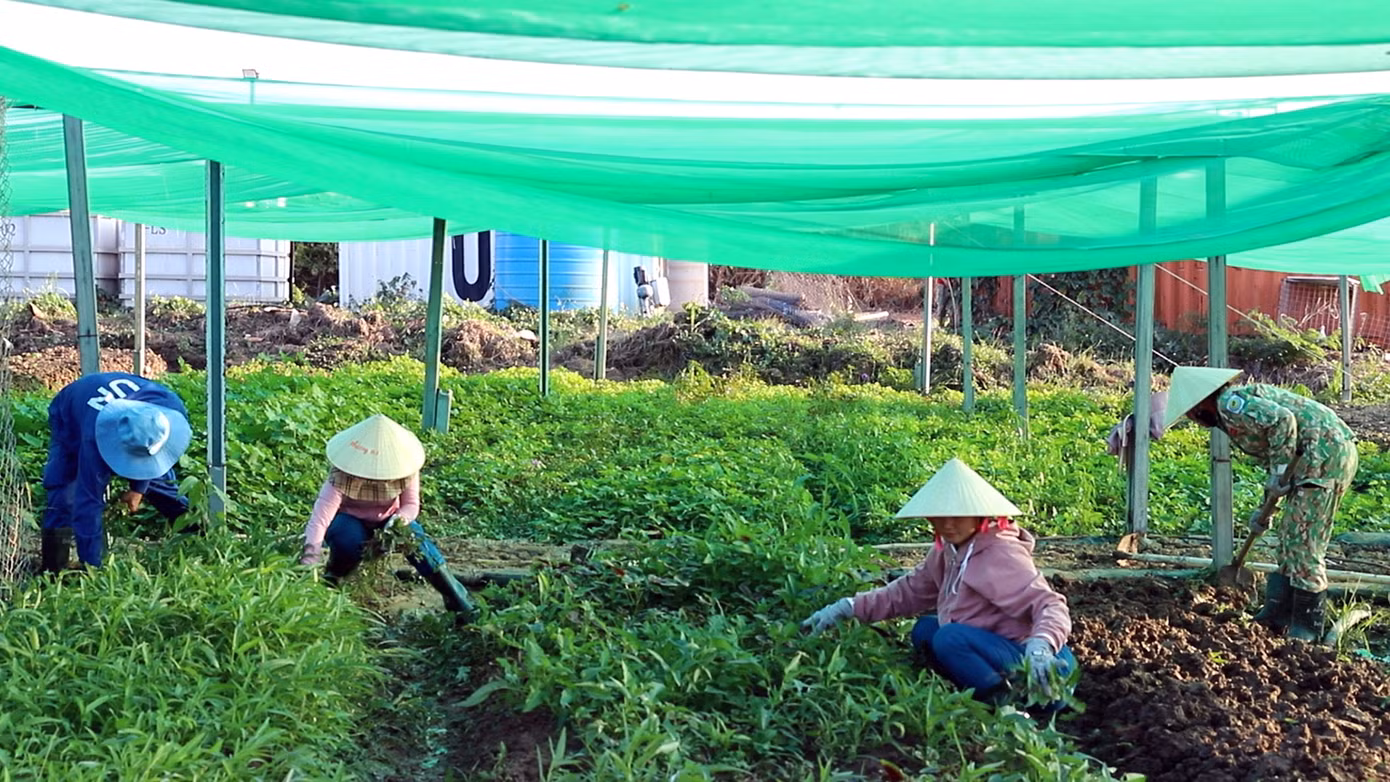 Cán bộ, hội viên Chi hội Phụ nữ chăm sóc, thu hoạch ở vườn rau tăng gia.
