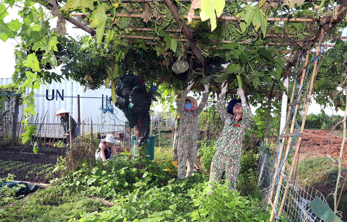 Cán bộ, hội viên Chi hội Phụ nữ chăm sóc, thu hoạch ở vườn rau tăng gia.