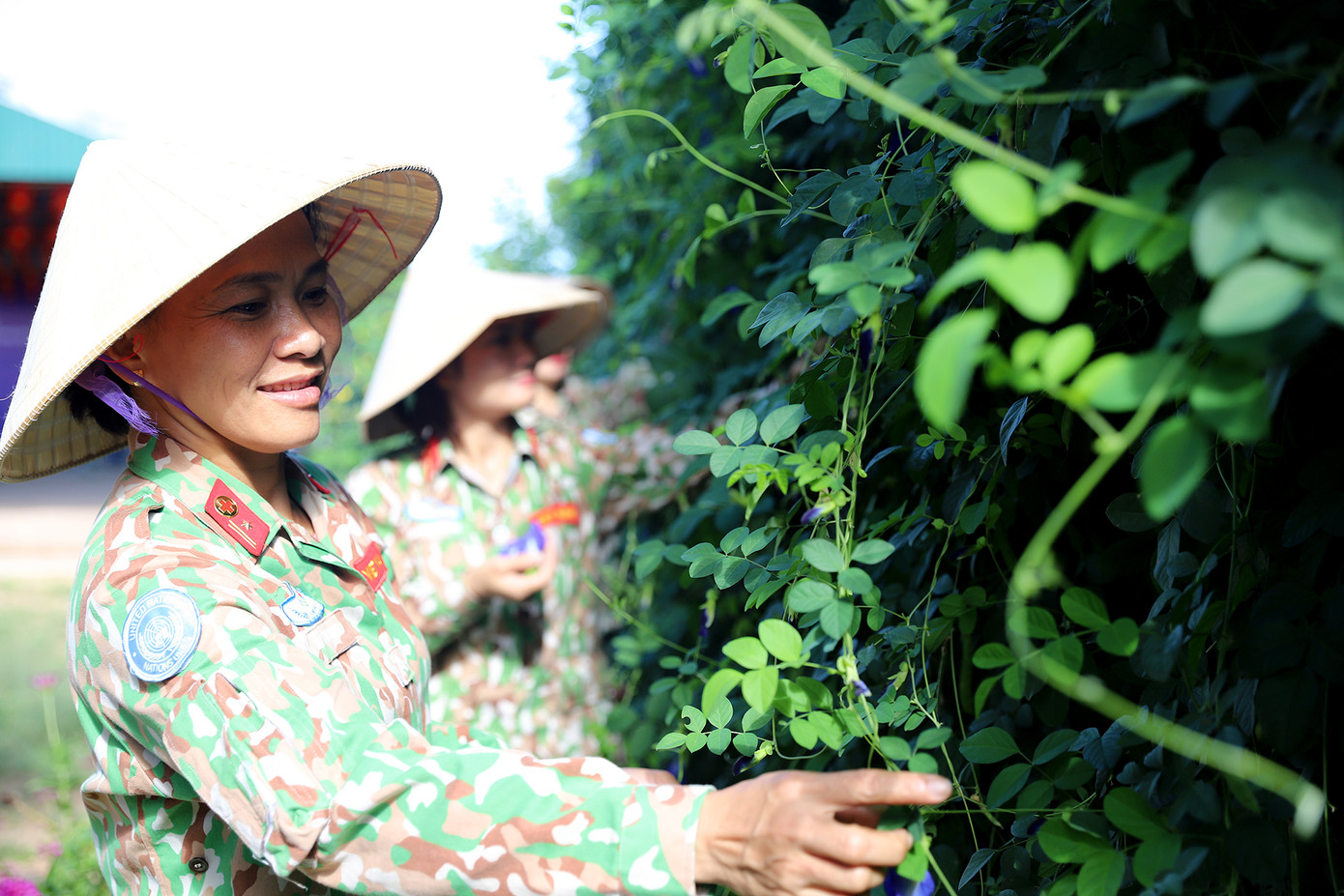 Cán bộ, hội viên Chi hội Phụ nữ chăm sóc, thu hoạch ở vườn rau tăng gia.