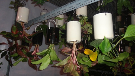 Những chậu hoa mọc ngược với giá 35.000 đồng