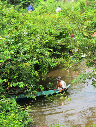 Truy tìm cá sấu sổng chuồng