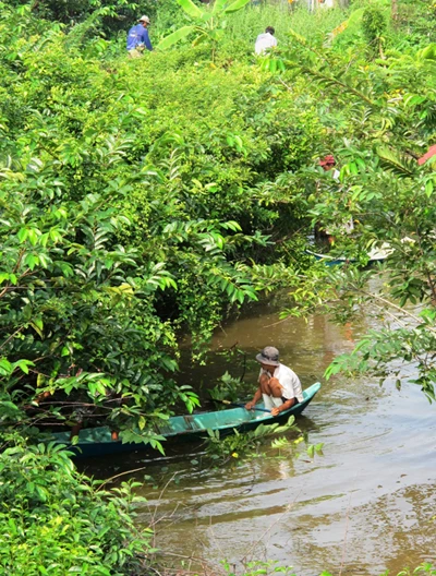 Truy tìm cá sấu sổng chuồng