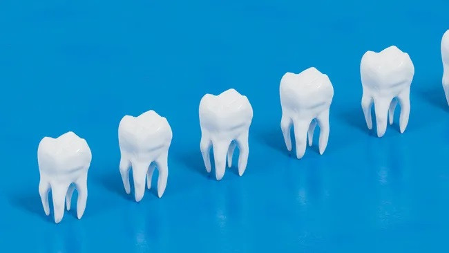 Nuôi cấy răng thay thế trong phòng thí nghiệm. (Ảnh: Hector Roqueta Rivero)