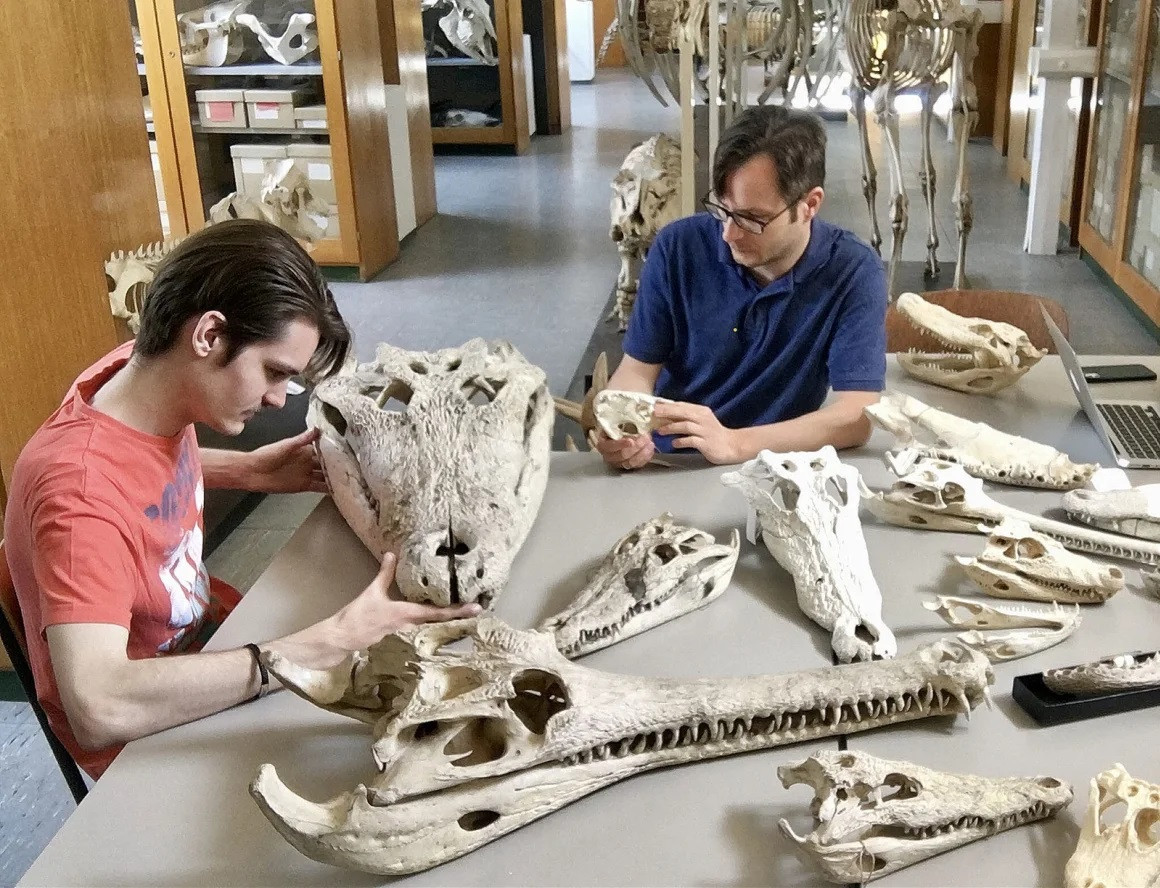 Các tác giả nghiên cứu (từ trái sang) Jules D. Walter và Tiến sĩ Márton Rabi thuộc Đại học Tübingen ở Đức đang nghiên cứu hộp sọ của những loài cá sấu còn tồn tại, bao gồm cả hộp sọ của những cá thể có kích thước kỷ lục, trong bộ sưu tập động vật học của viện. (Ảnh: Márton Rab/Đại học Tübingen) Các tác giả nghiên cứu (từ trái sang) Jules D. Walter và Tiến sĩ Márton Rabi thuộc Đại học Tübingen ở Đức đang nghiên cứu hộp sọ của những loài cá sấu còn tồn tại, bao gồm cả hộp sọ của những cá thể có kích thước kỷ lục, trong bộ sưu tập động vật học của viện. (Ảnh: Márton Rab/Đại học Tübingen)