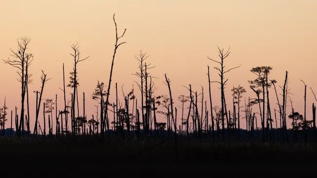 Nước mặn tràn vào rừng ven biển giết chết cây cối, như những cây thông loblolly này ở Khu bảo tồn động vật hoang dã quốc gia Blackwater thuộc Vịnh Chesapeake. (Ảnh: Will Parson, Chương trình Vịnh Chesapeake) Nước mặn tràn vào rừng ven biển giết chết cây cối, như những cây thông loblolly này ở Khu bảo tồn động vật hoang dã quốc gia Blackwater thuộc Vịnh Chesapeake. (Ảnh: Will Parson, Chương trình Vịnh Chesapeake)
