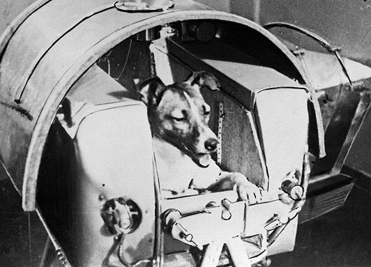 Chú chó Laika không may mắn bị chết khi được đưa vào vũ trụ. Chú chó Laika không may mắn bị chết khi được đưa vào vũ trụ