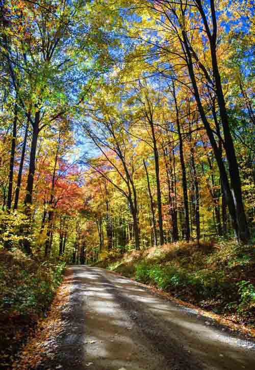 Khu rừng bí ẩn nằm trong lòng nước Mỹ ảnh 3