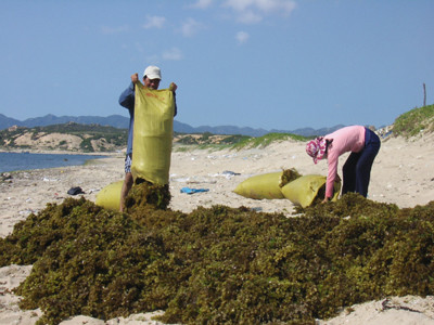 Phơi rong trên bãi biển 