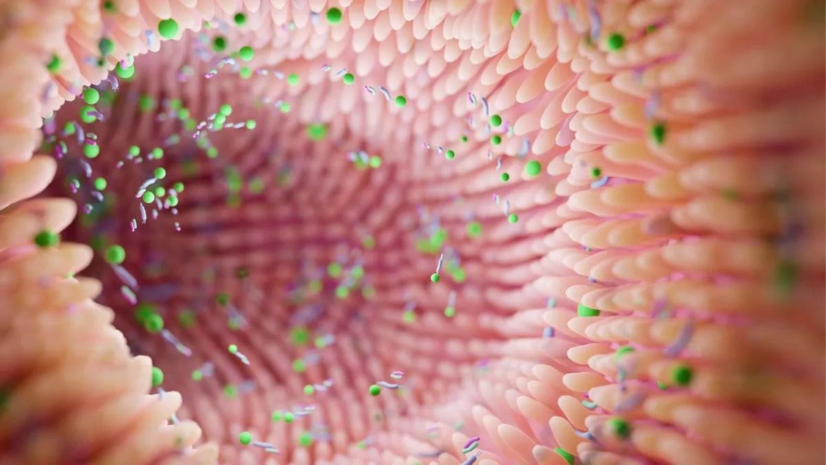 Hình minh họa bên trong ruột với các vi khuẩn nhỏ bên trong và gần lớp niêm mạc