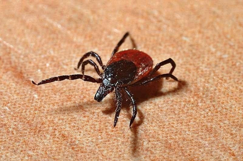 Virus Alongshan được tìm thấy nhiều ở bọ ve. Virus Alongshan được tìm thấy nhiều ở bọ ve.