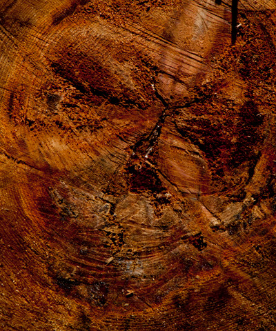 Một tác phẩm chụp vân gỗ mang hình khuôn mặt người