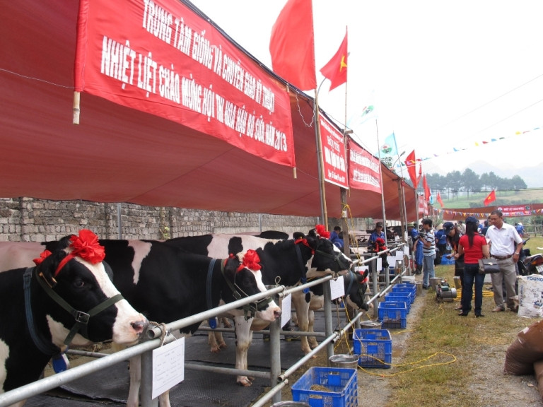 Giải thi năm nay, có trên 125 cô bò lọt vào vòng chung khảo