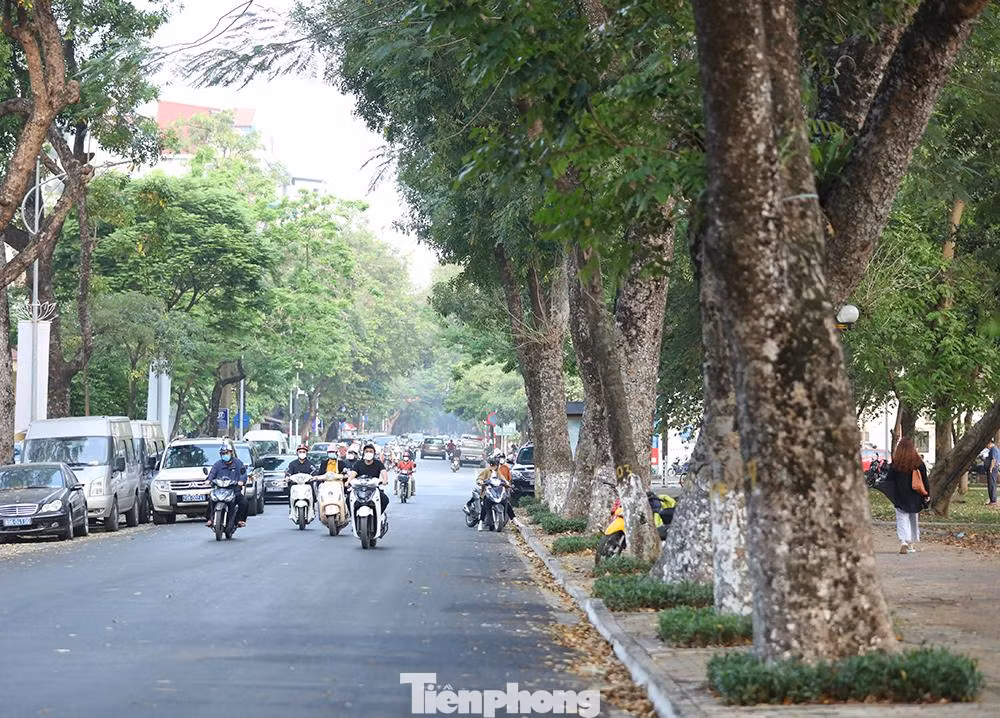 Dọc tuyến đường Nguyễn Du cùng với khu vực vỉa hè được thiết kế xây dựng thích hợp với các tiêu chí của phố đi bộ theo quy định. Cụ thể, các tuyến đường đều có lòng đường, vỉa hè rộng, cây xanh bóng mát, kiến trúc cảnh quan đẹp.